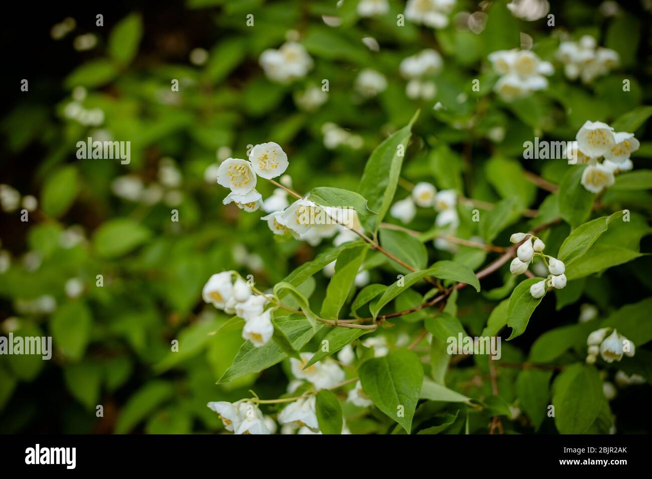 rama con flores de jazmín en flor blanca sobre un fondo de hojas verdes.  Primavera  jazmín arbusto con gotas de agua después  de la lluvia Fotografía de stock - Alamy