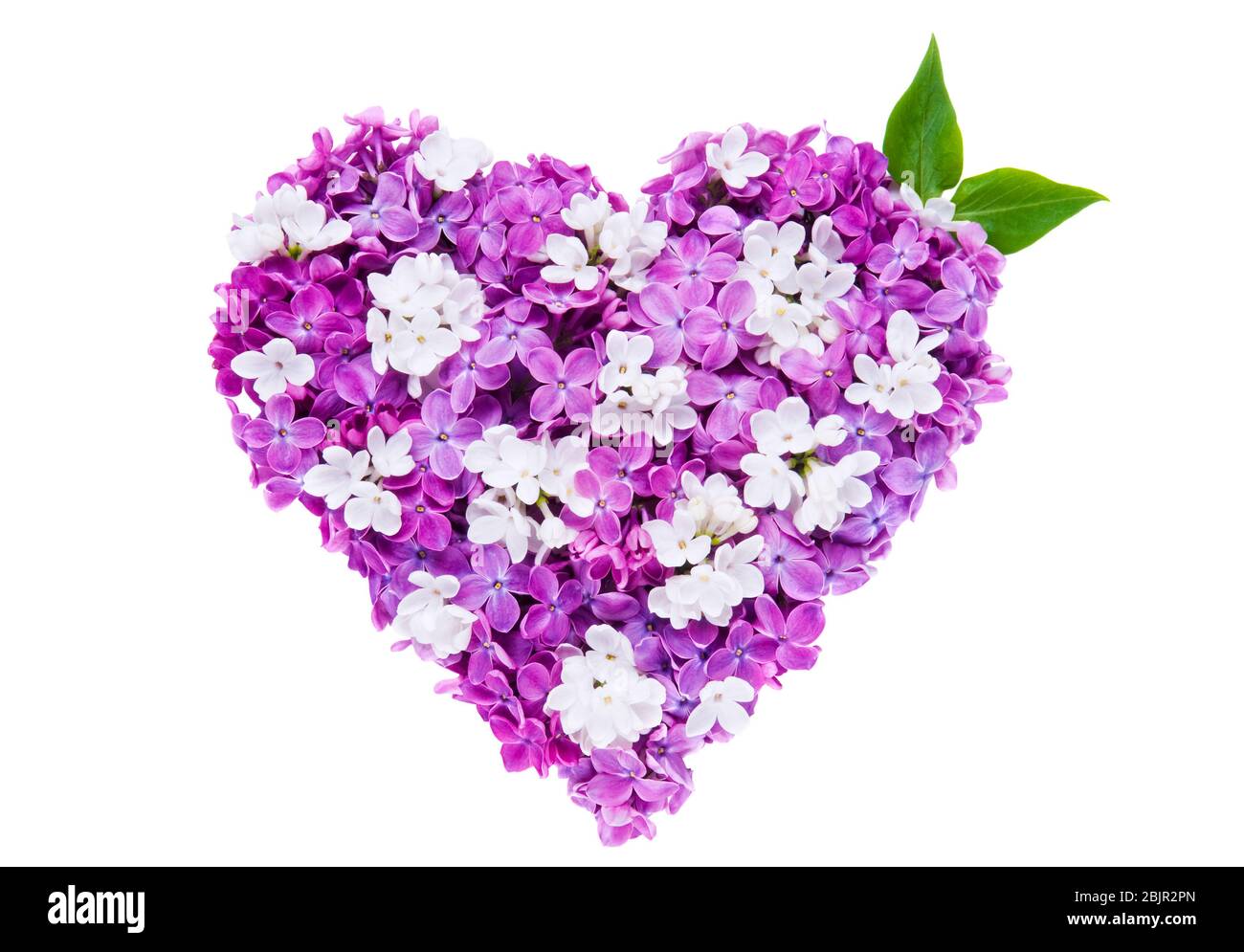 Símbolo de corazón hecho de flores lila violeta frescas aisladas sobre fondo blanco. Concepto de amor para San Valentín y día de la Madre. Foto de stock