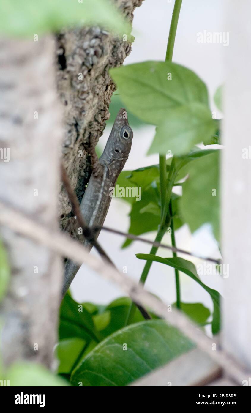 El anole gris jamaiquino o anole pelípeo (Anolis lineatopus), encaramado en  un árbol, es una especie de lagarto endémica de la isla de Jamaica  Fotografía de stock - Alamy