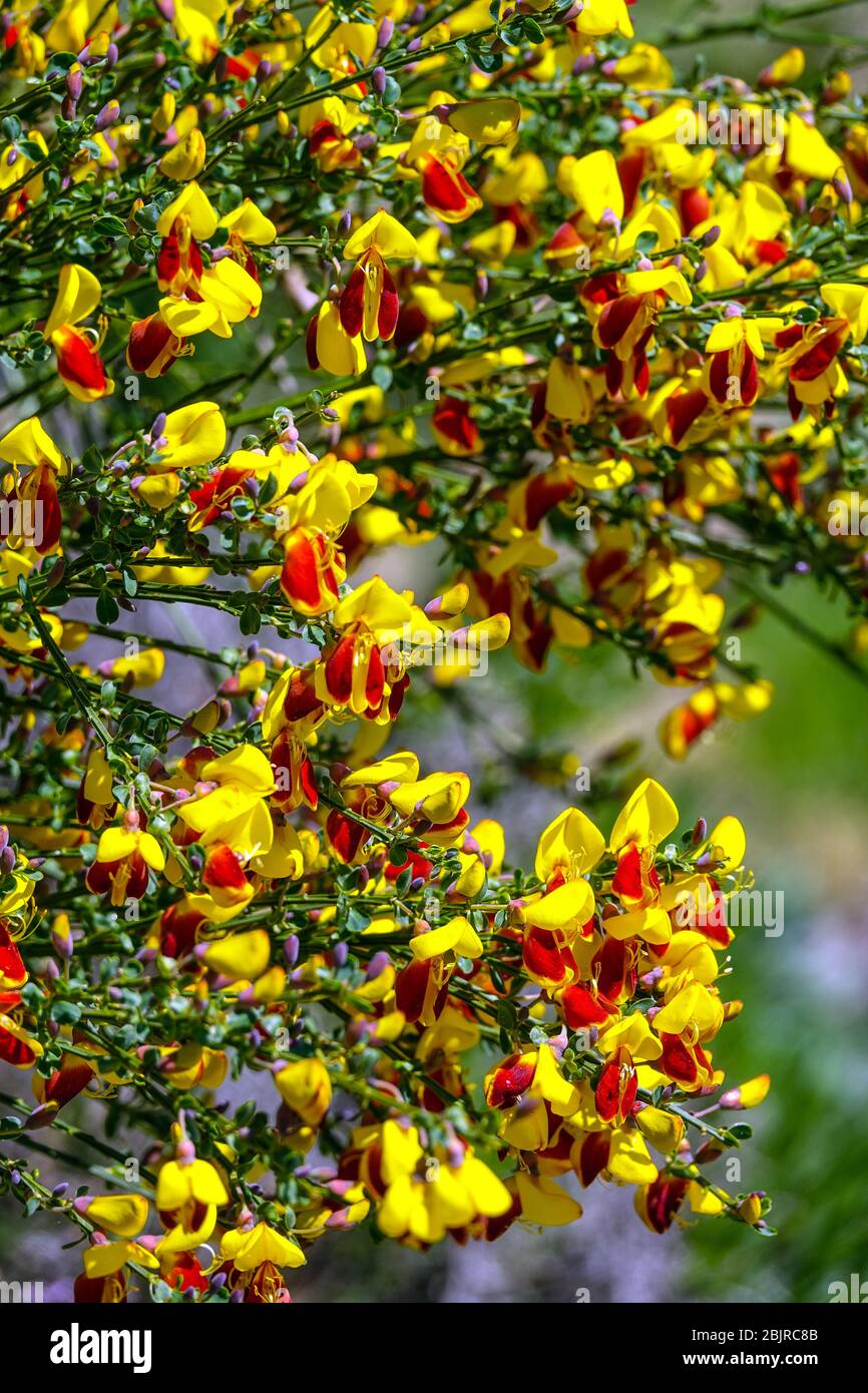 Scotch Broom Cytisus scoparus 'Firefly' Foto de stock
