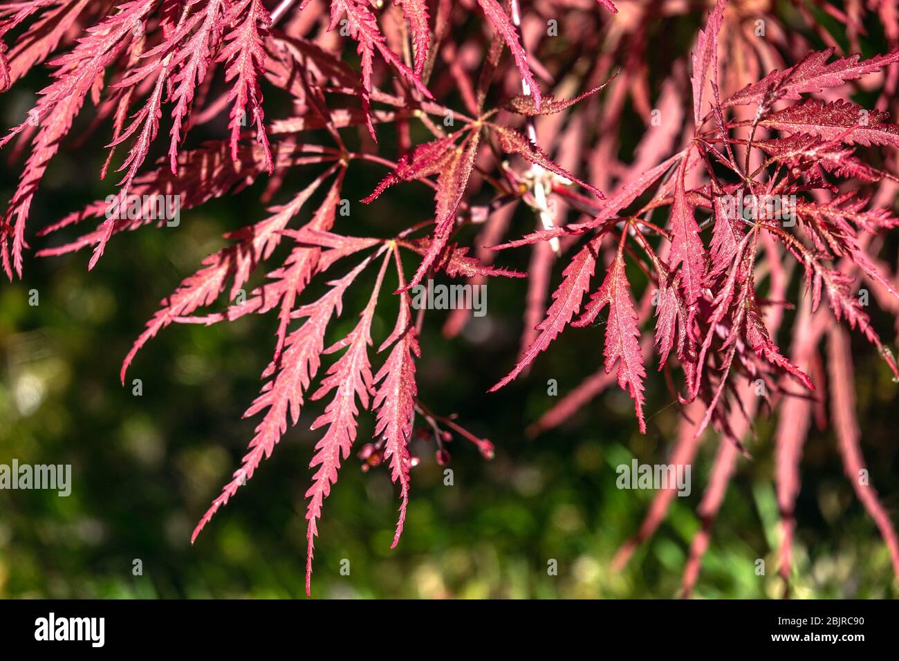 Hojas de arce japonés Acer palmatum 'Dissectum Nigrum' Foto de stock