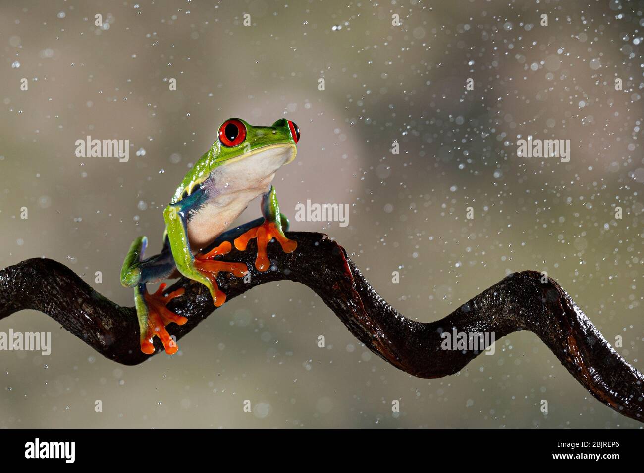 Una rana arérea de ojos rojos (Agalychnis callidryas) descansando sobre un palo rizado bajo la lluvia, Costa Rica Foto de stock