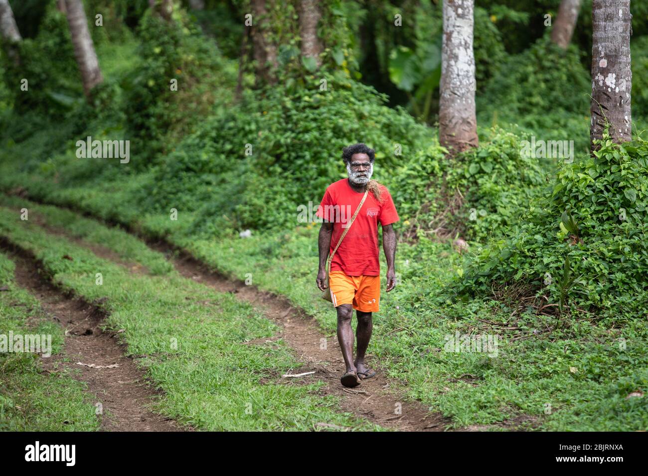 Pentercost, Vanuatu : Verde exuberante selva tropical, Melanesia hombre en la carretera Foto de stock