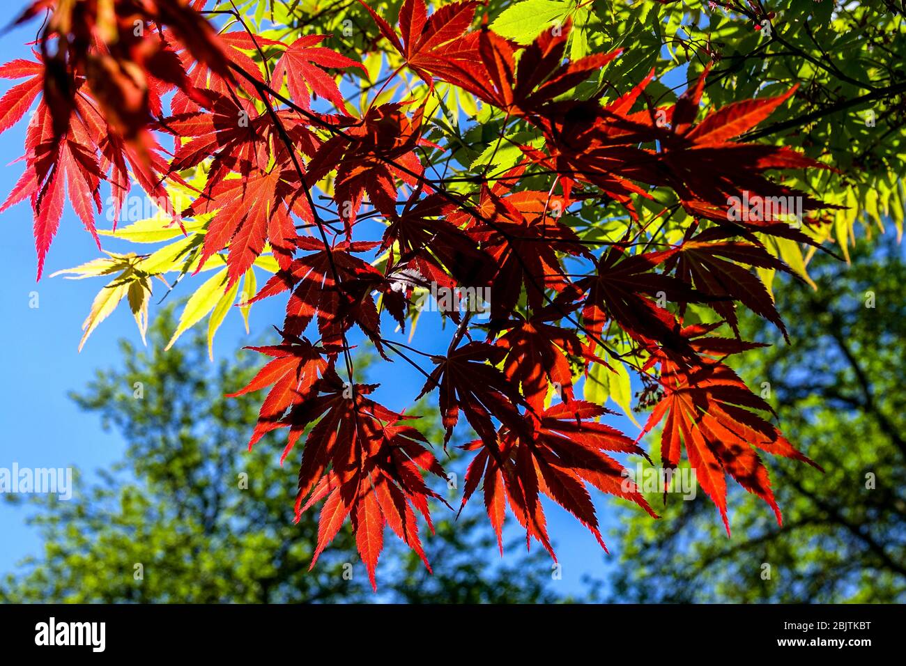 Hojas rojas Arce japonés Acer palmatum 'Tama Hime' Foto de stock