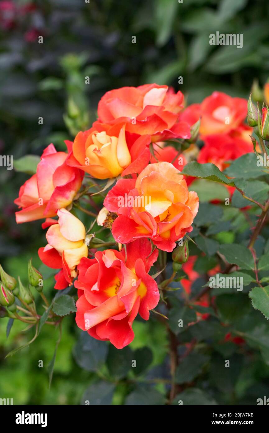 Rosa brillante y flores Breezy 'Dichive'. Foto de stock