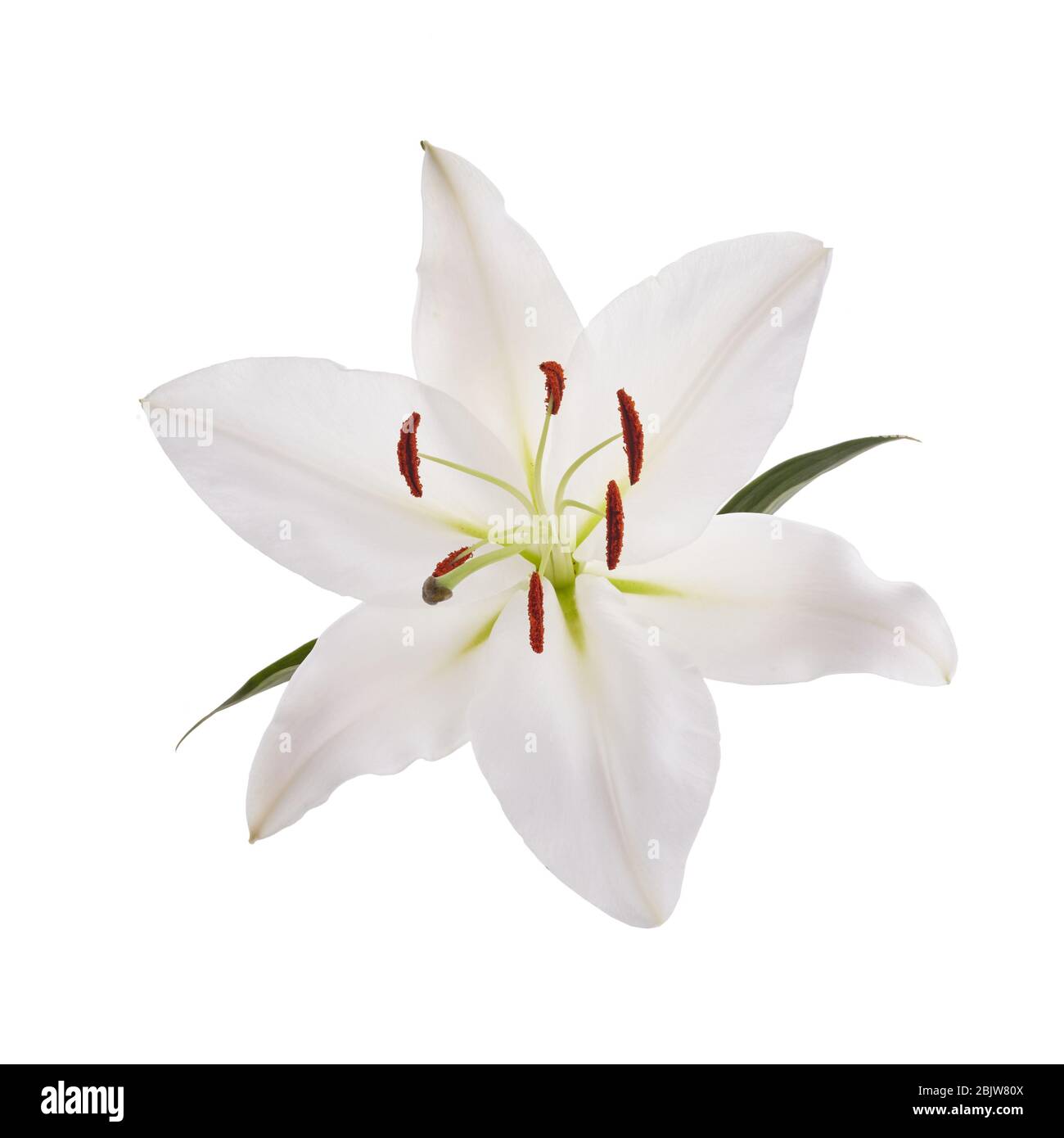 Lirio blanco de flores aislado sobre fondo blanco Fotografía de stock -  Alamy