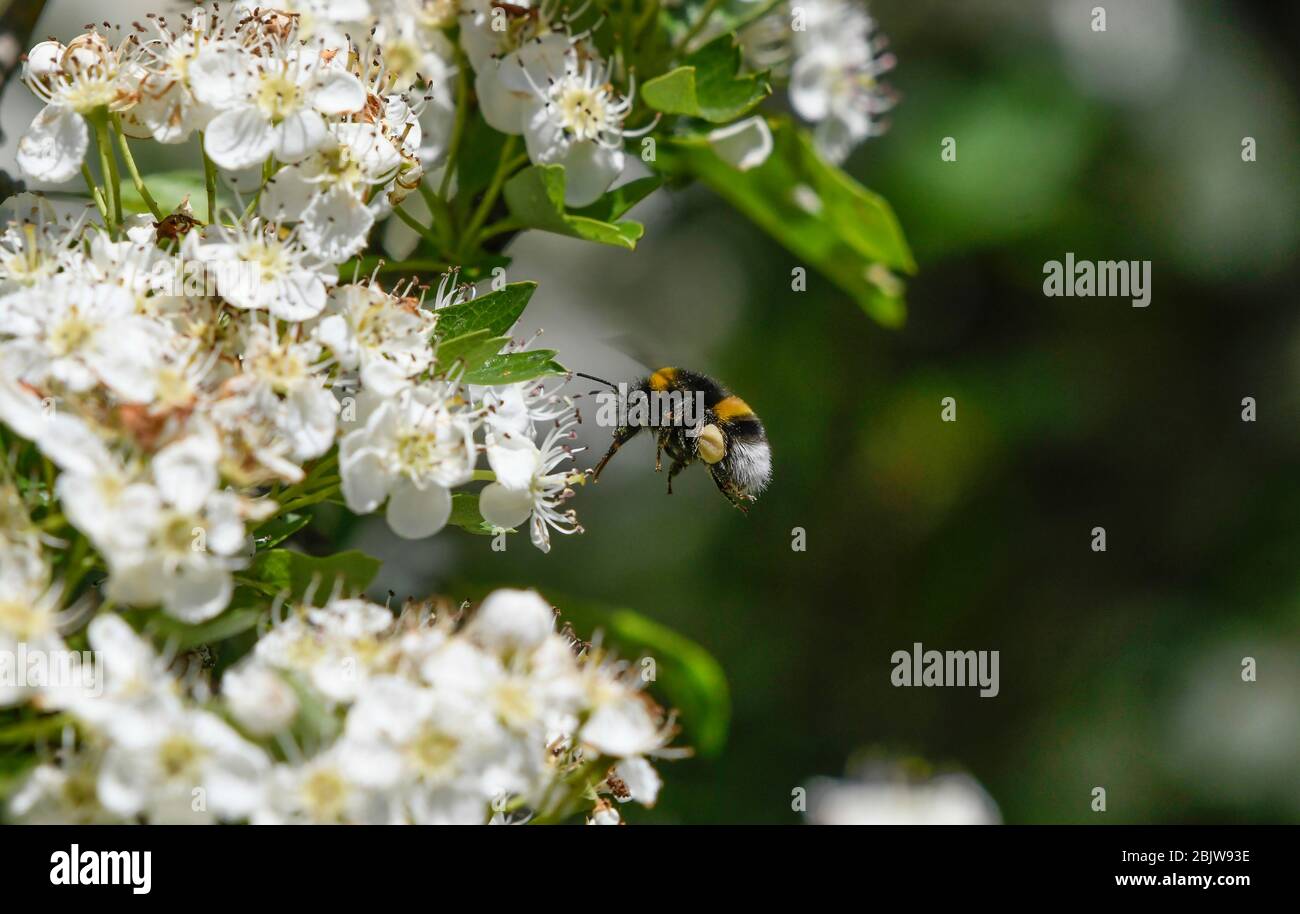 Bumblebee en vuelo junto a algunas flores de espino Foto de stock