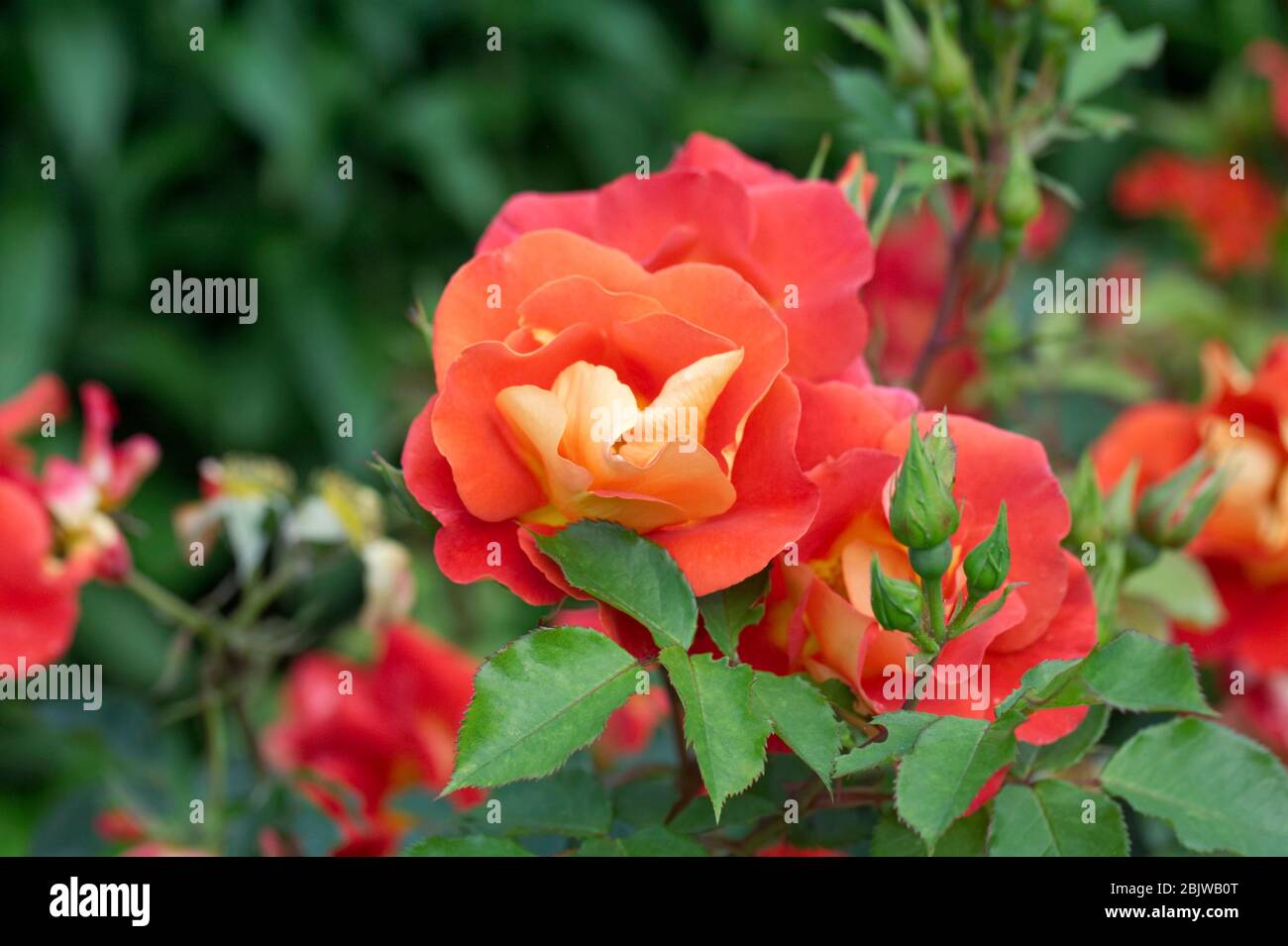 Rosa brillante y flores Breezy 'Dichive'. Foto de stock