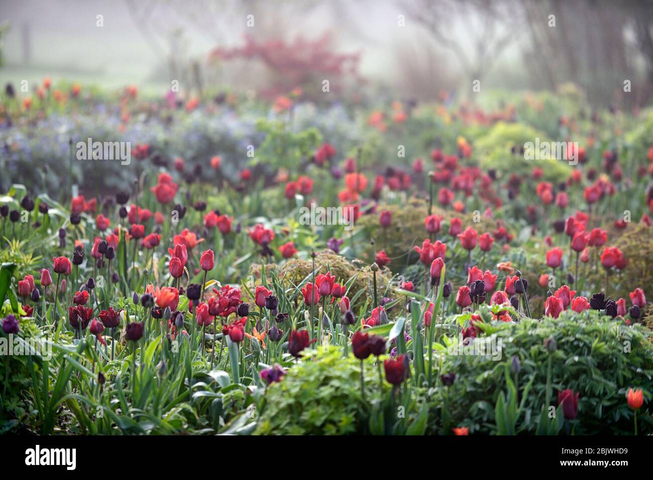 tulipa jan reus,tulipán,tulipanes,mezcla,combinación,borde,cama,rojo,púrpura,árbol de alerce,mezcla,combinación de plantación mixta,esquema,borde,bordes,cama,camas, Foto de stock