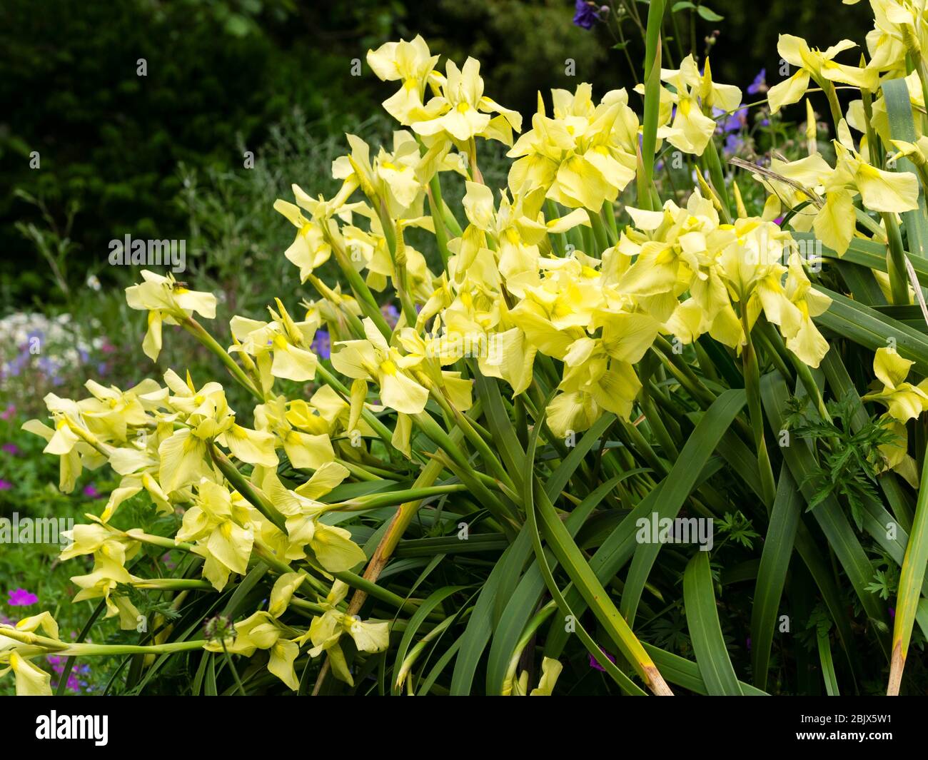 Flores amarillas del pariente del Iris sudafricano, Moraea alticola Foto de stock