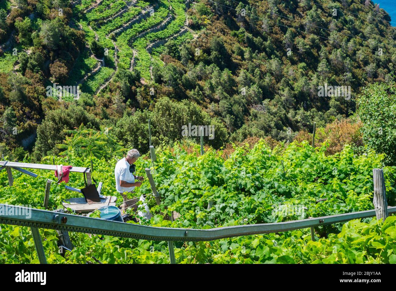 Adulto mayor que trabaja en su viñedo en terrazas junto a su sistema monorraíl utilizado para transportar uvas a su granja en los escarpados viñedos i Foto de stock