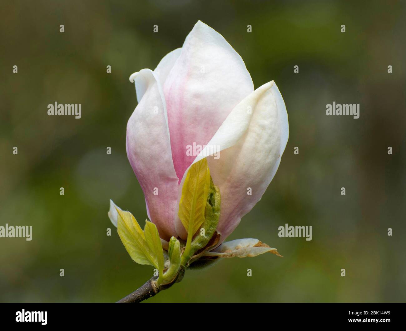 Flor, Magnolia China (Magnolia x Soulangeana), variedad Rubia, Suecia  Fotografía de stock - Alamy
