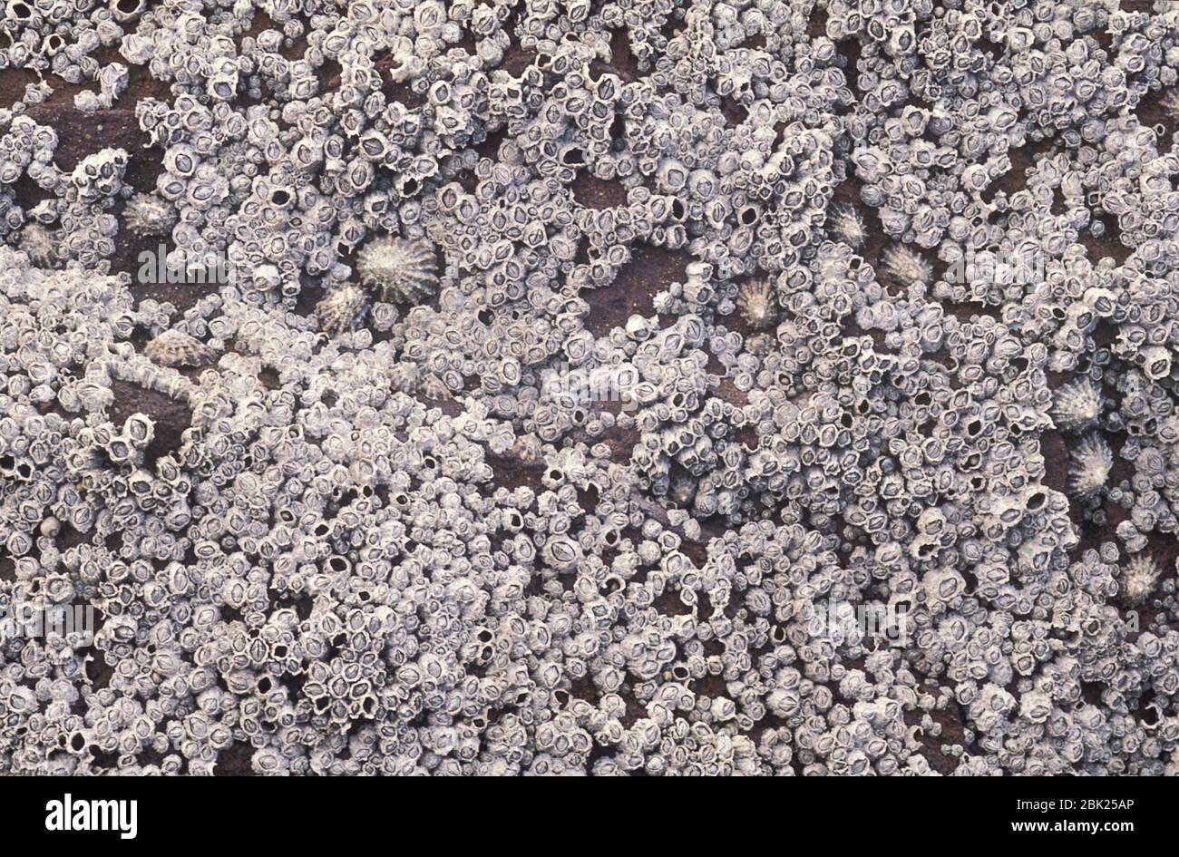 Barnacles de Acorn, Balanoides de Semibalanus, sobre rocas en la playa, Reino Unido Foto de stock