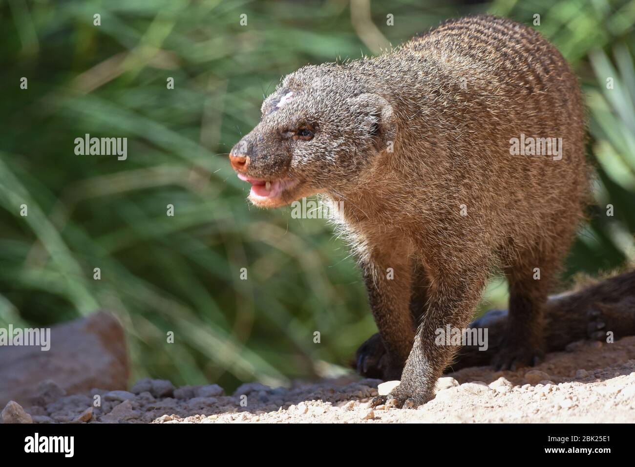 La mangosta egipcia (Herpestes mangosta egipcia), también conocida como mangosta egipcia, es una