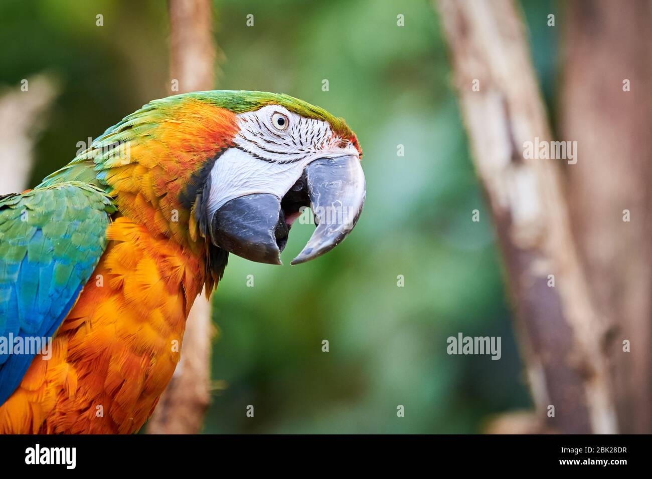 cerramiento de cabeza de guacamaya azul y amarillo (Ara ararauna), ave exótica Foto de stock