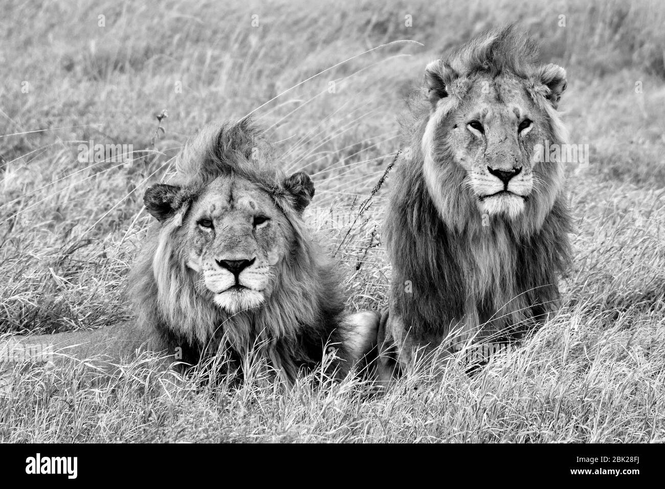 Dos leones machos en safari en África Foto de stock