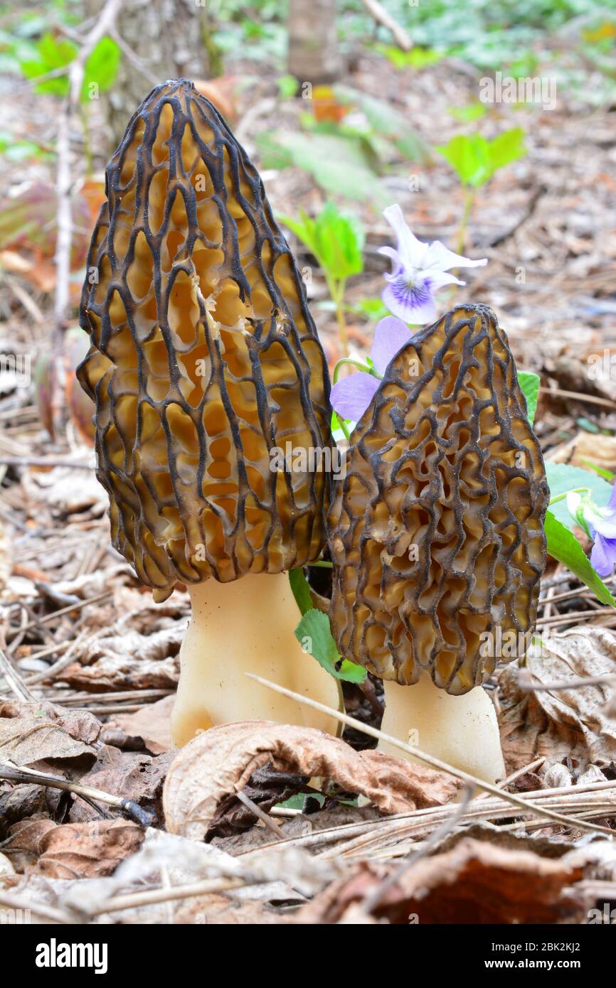 Dos ejemplares agradables de hongos Morchella conica o morel Negro lado a lado, en hábitat natural creciendo a principios de primavera entre la vegetación de primavera Foto de stock