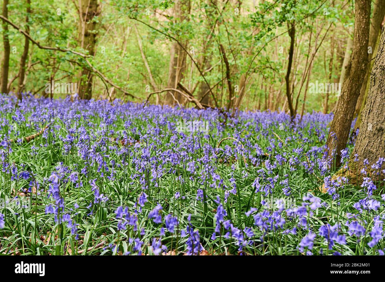 Bluebells a finales de la primavera en Brampton Woods, Kettering, Northamptonshire Foto de stock