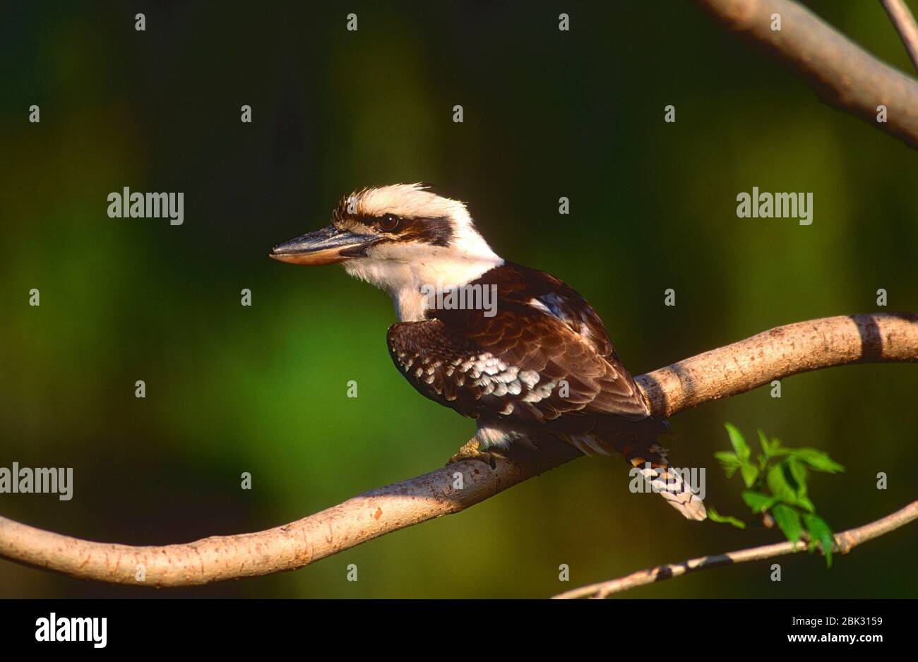 Riendo Kookaburra, Dacelo novaeguinae, Alcedinidae, pájaro, animal, Queensland, Australia Foto de stock