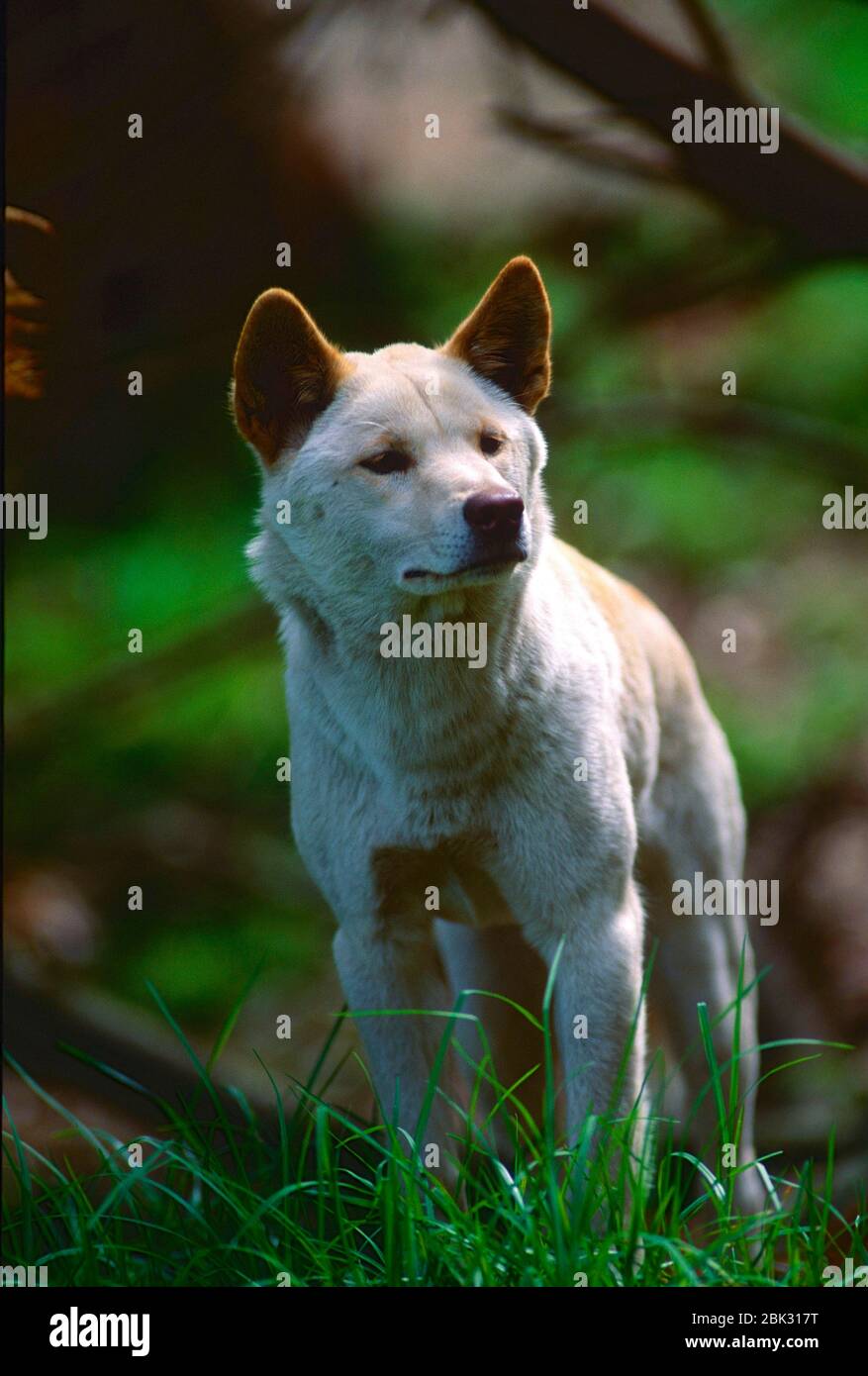 Dingo, Canis familiaris dingo, Canidae, mamífero, animal, Zoo, Sydney, Australia Foto de stock