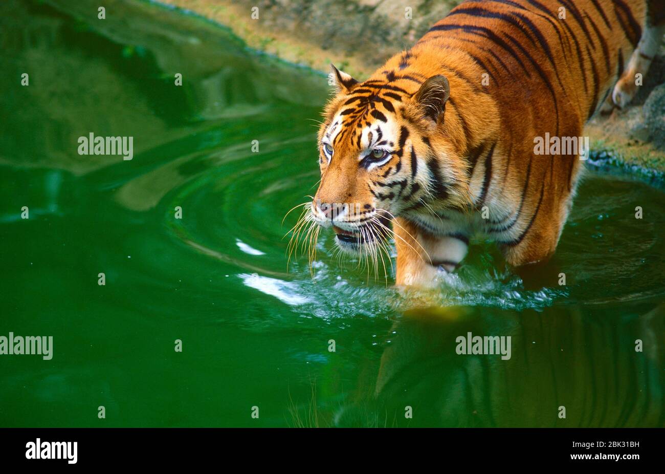Sumatran Tiger, Panthera tigris sumatrae, Felidae, retrato, depredador, mamífero, animal, cautivo, Zoo, Singapur Foto de stock