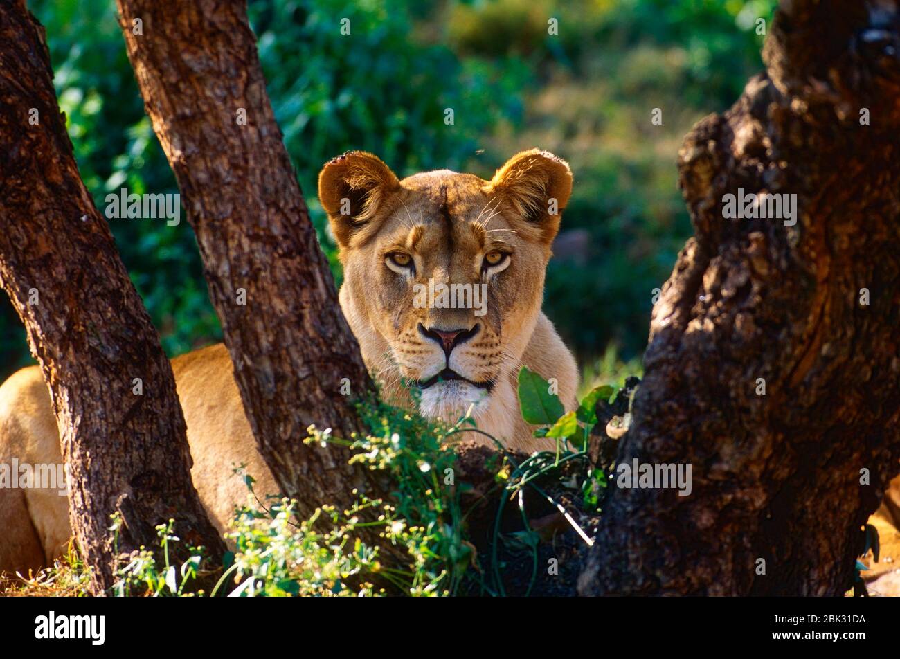 León, Panthera leo, Felidae, depredador, hembra, mamífero, animal, cautivo, Zoo, Pretoria, Sudáfrica Foto de stock