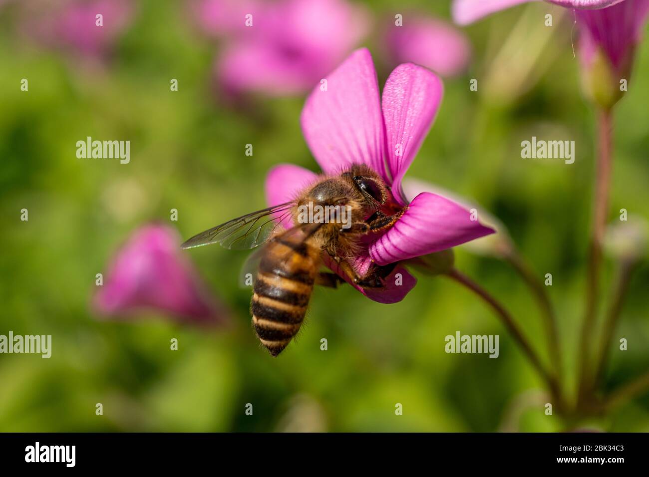 Primer plano de una abeja melífera sobre una flor rosa en un día soleado durante la primavera Foto de stock