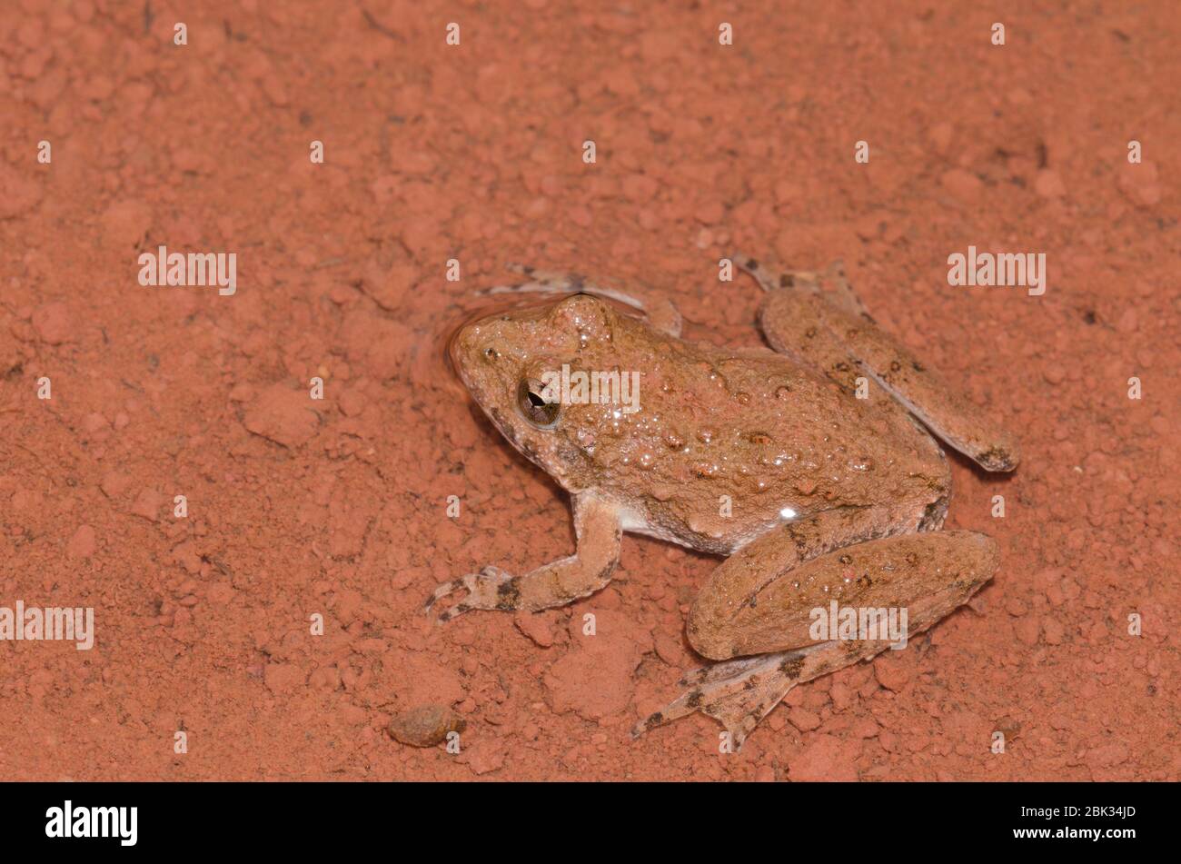 La rana de cricket de Blanchard, Acis blanchadi Foto de stock
