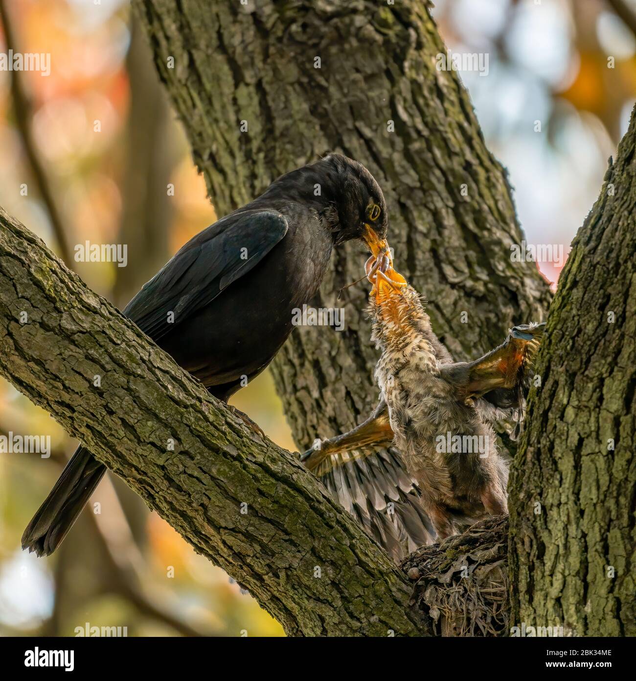 Primer plano de un ave negra común que alimenta a sus jóvenes durante la primavera en un día soleado Foto de stock