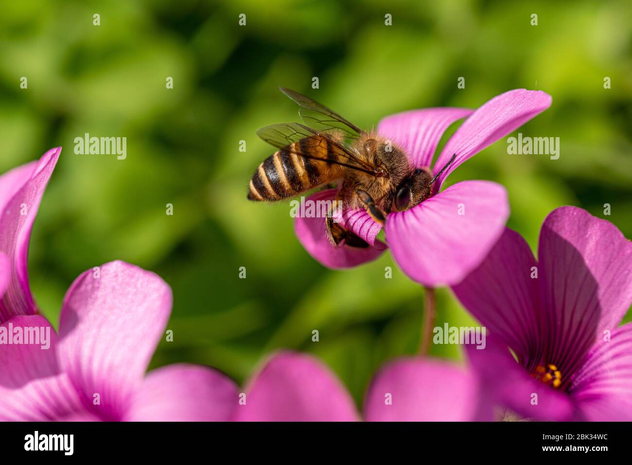 Primer plano de una abeja melífera sobre una flor rosa en un día soleado durante la primavera Foto de stock