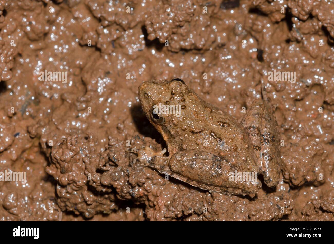 La rana de cricket de Blanchard, Acis blanchadi Foto de stock