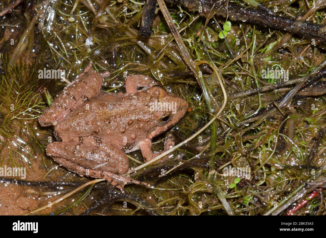 La rana de cricket de Blanchard, Acis blanchadi Foto de stock