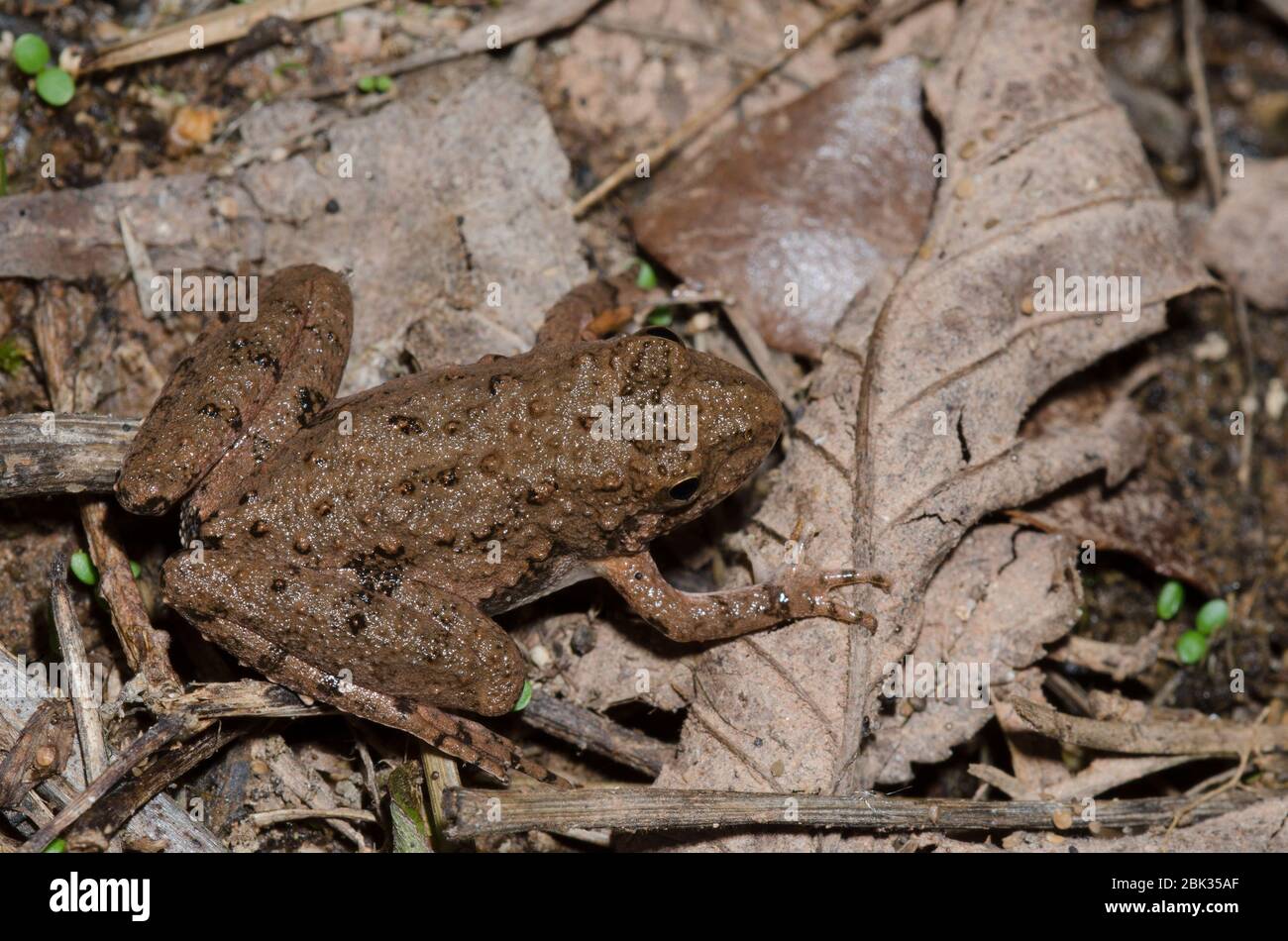 La rana de cricket de Blanchard, Acis blanchadi Foto de stock