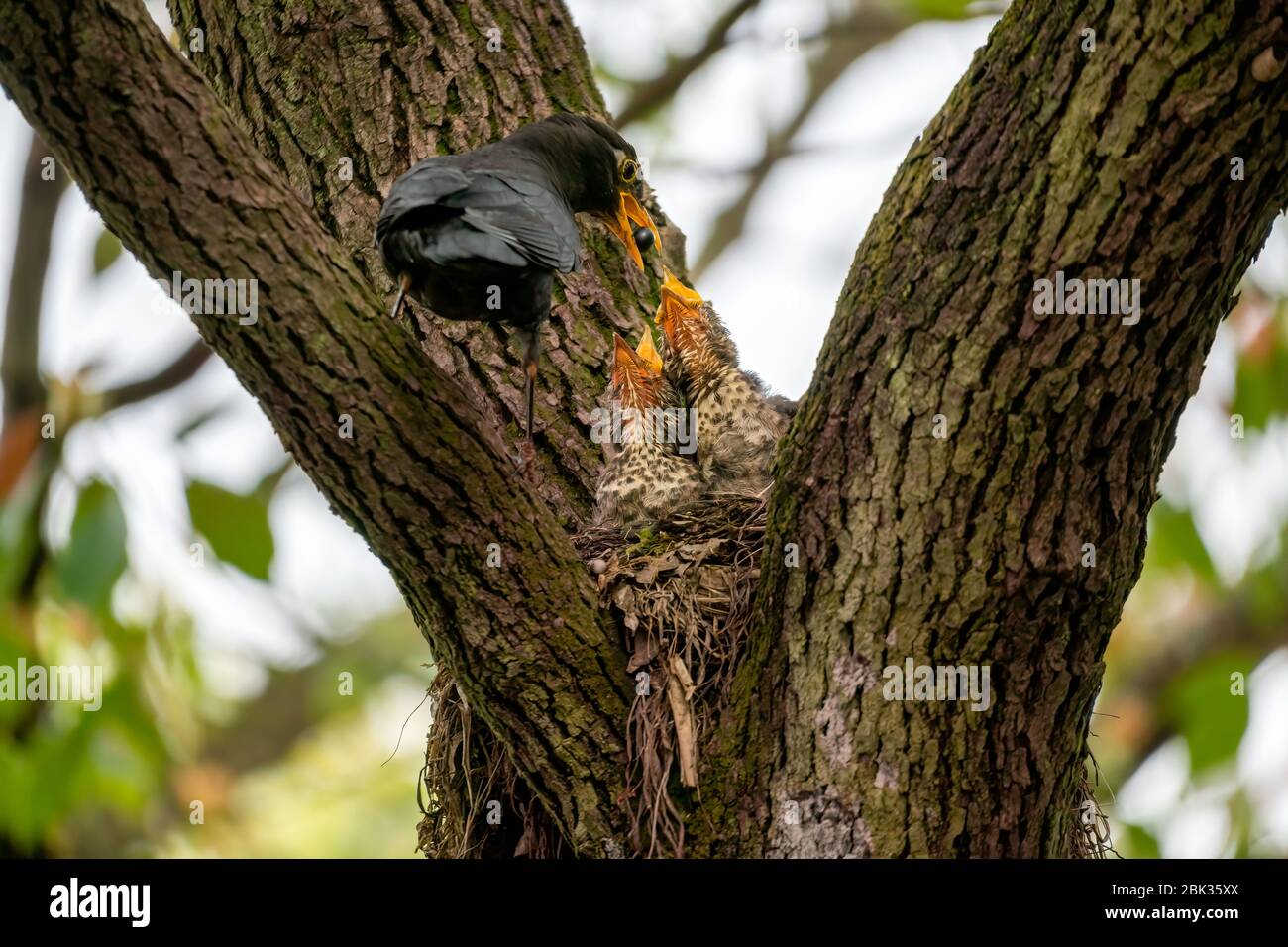 Primer plano de un ave negra común que alimenta a sus jóvenes durante la primavera en un día soleado Foto de stock