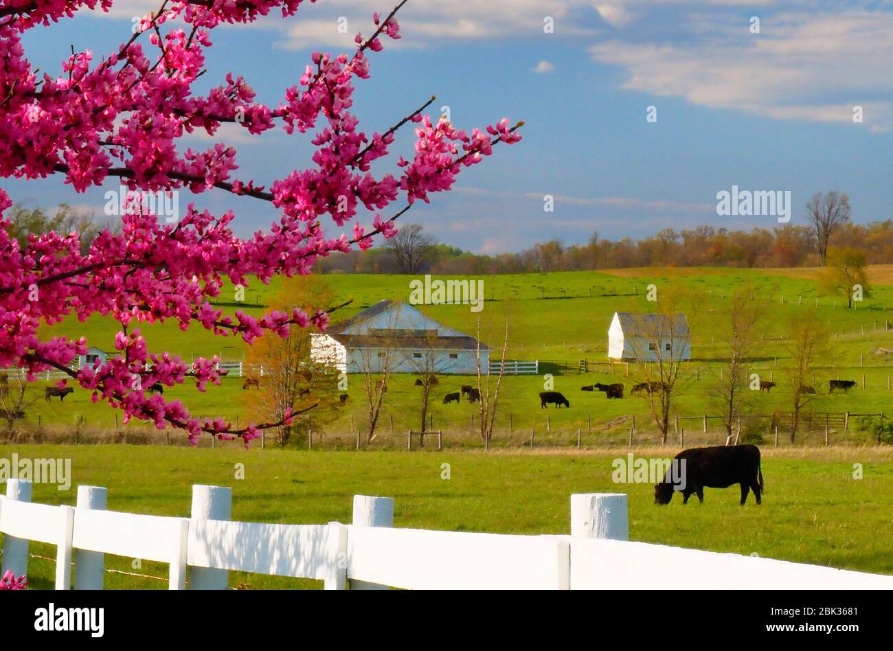 Ciclamor en granja cerca de Middlebrook en el Valle de Shenandoah, Virginia, EE.UU. Foto de stock