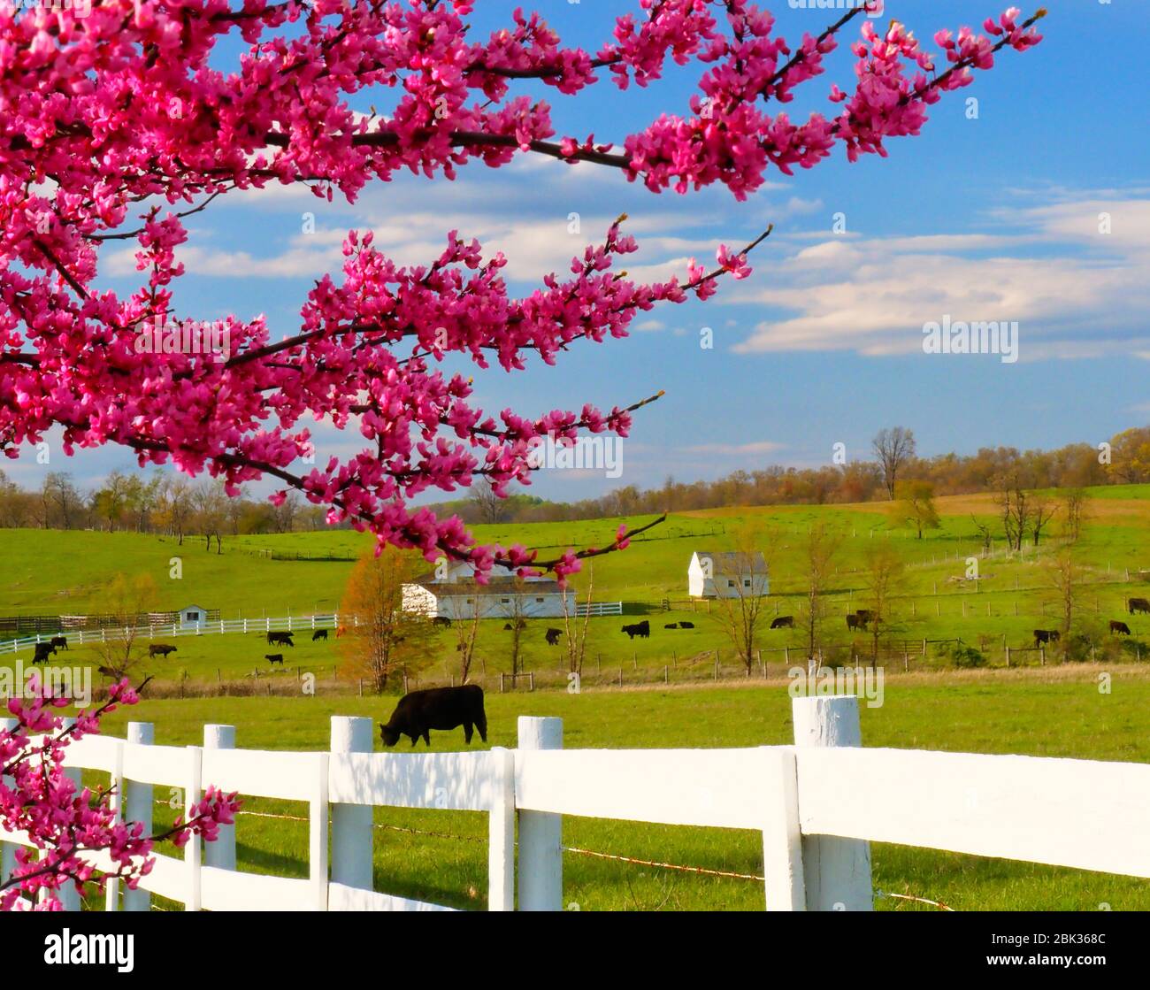 Ciclamor en granja cerca de Middlebrook en el Valle de Shenandoah, Virginia, EE.UU. Foto de stock