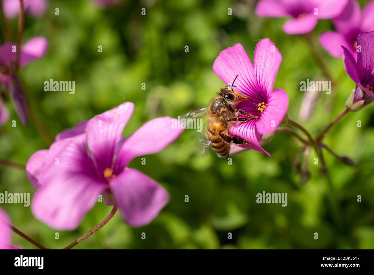 Primer plano de una abeja melífera sobre una flor rosa en un día soleado durante la primavera Foto de stock