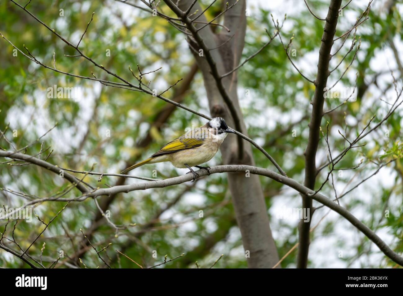 Primer plano de un bulbo (Pycnonotus sinensis) ventilado (chino) sentado en un árbol durante la primavera en un día soleado Foto de stock