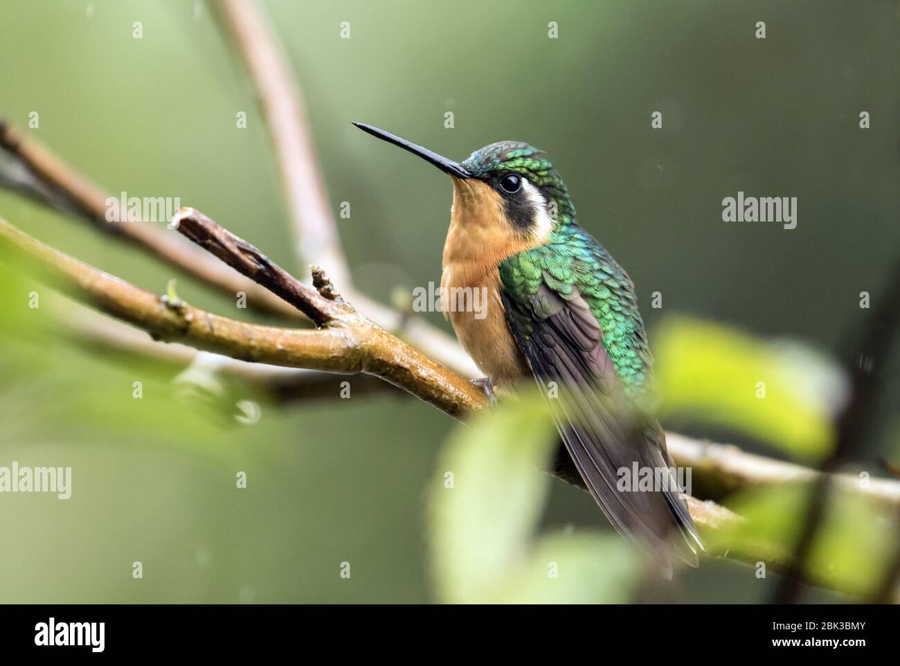 Cierre de la hembra de garganta blanca de Mountain-Gem colibrí persiguiendo en una rama en Panamá occidental.Nombre científico de esto es Lampornis castaneoventris. Foto de stock