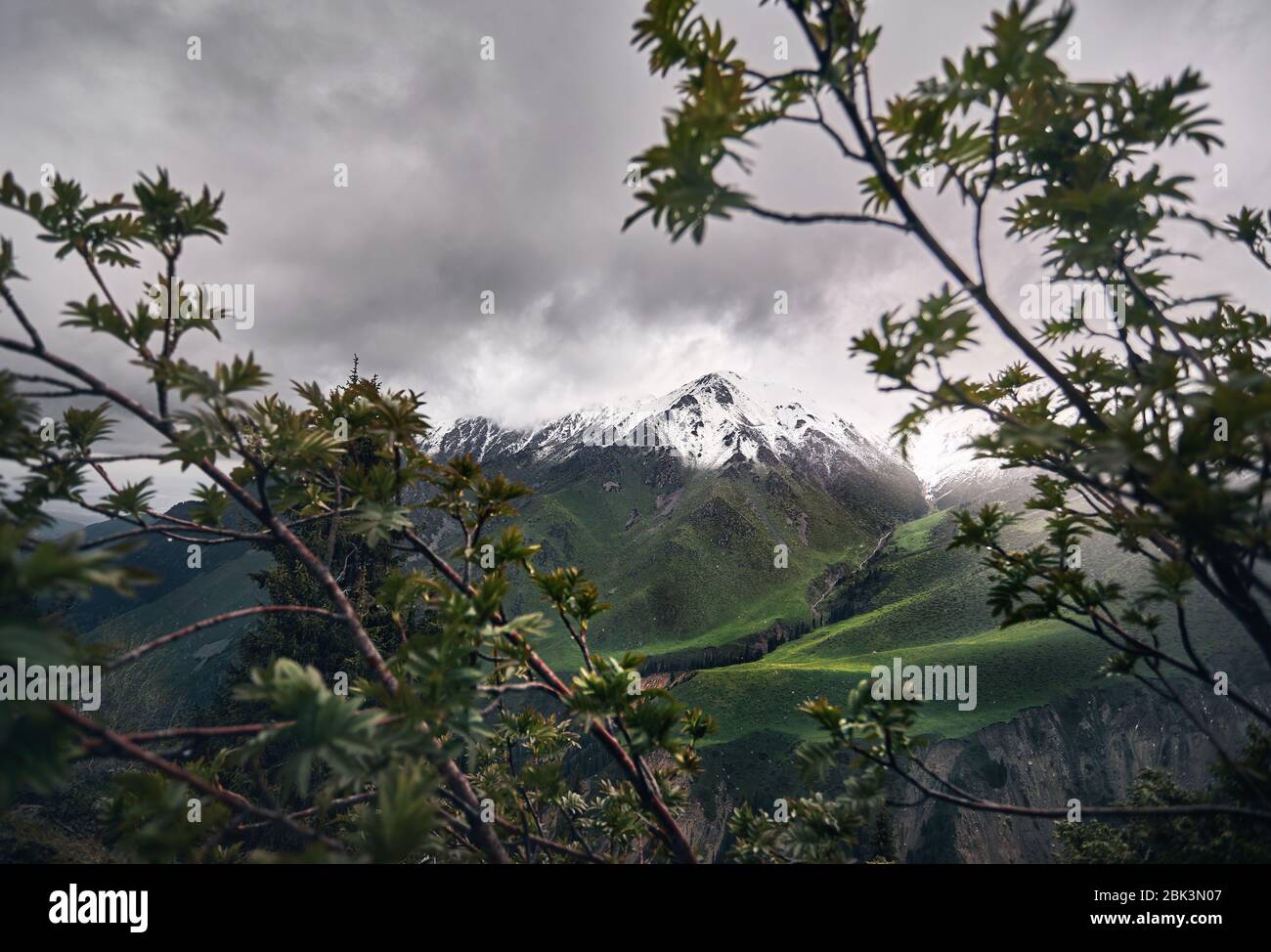 El pico de la montaña con nieve en foggy día nublado con árboles en primer plano Foto de stock