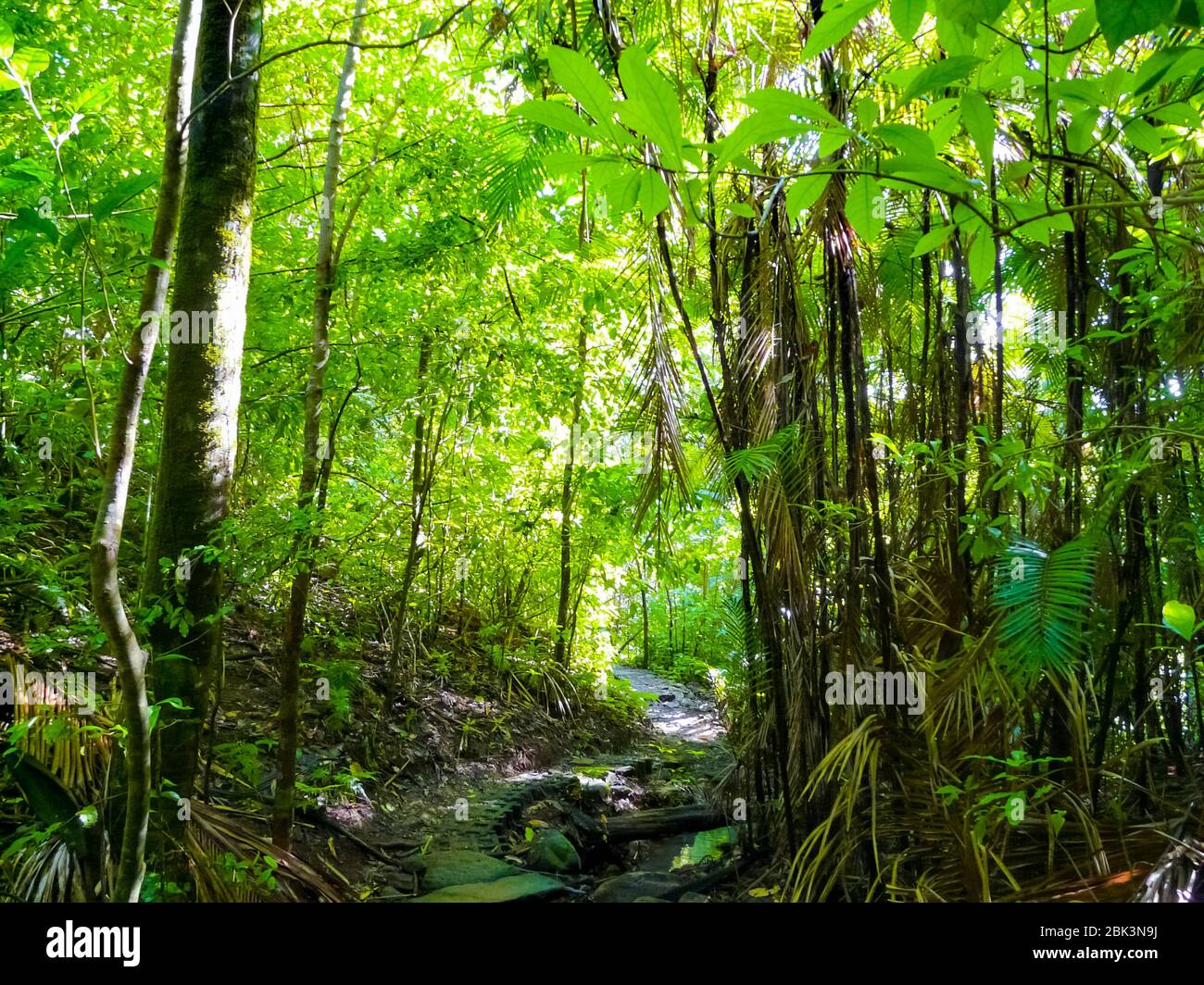 Parque Nacional Manuel Antonio, Quepos, Costa Rica Fotografía de stock