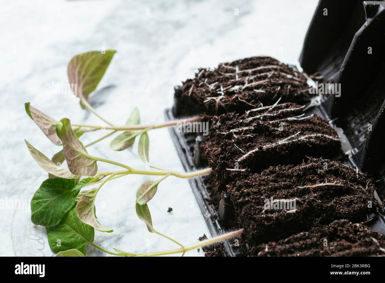 Plántulas de tomate jóvenes (variedad Tamina) en un formador de raíces. Foto de stock