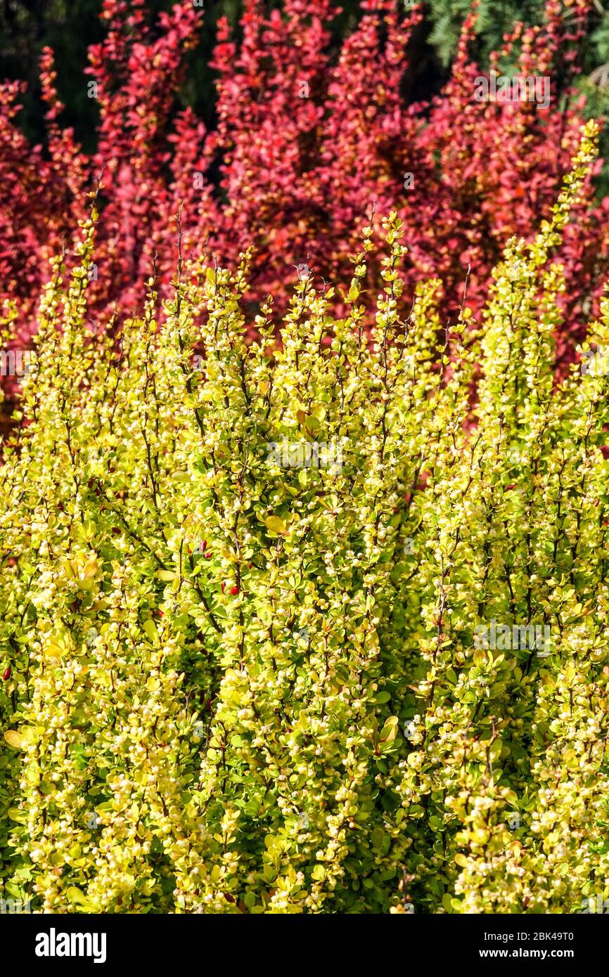 Berberia Japonesa Berberis thunbergii Cohete de Oro, Cohete Naranja Arbusto rojo amarillo Foto de stock
