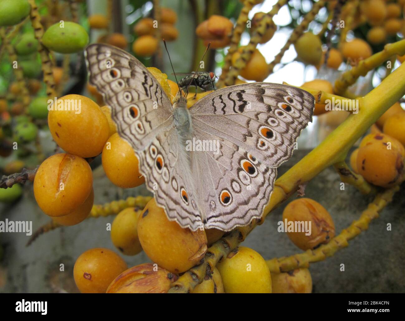 Una mariposa común de Assam. Foto de stock
