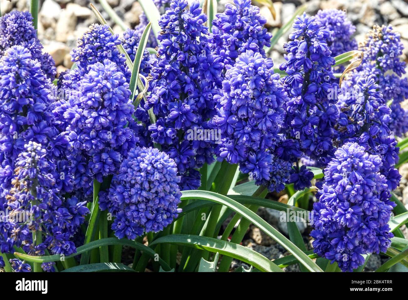 Uva de jacinto Azul Muscari armeniacum 'Espícula Azul' abril flores Foto de stock