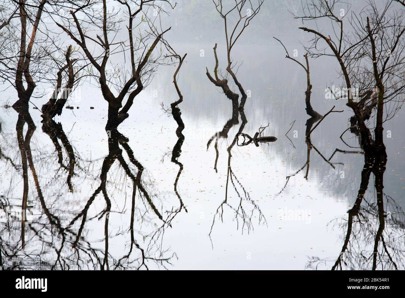 hermoso paisaje de reflexión de árboles en el lago Foto de stock