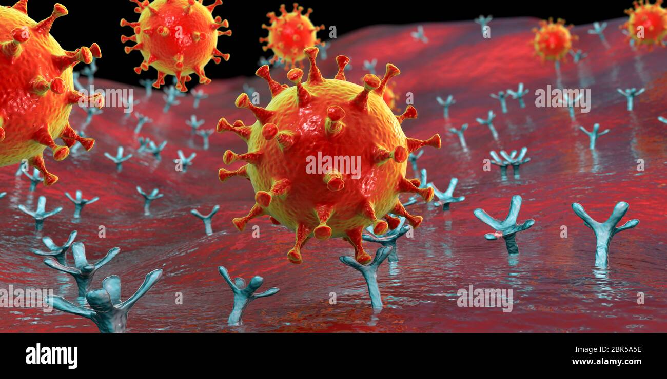 Covid-19 coronavirus de unión a células humanas, ilustración conceptual de la computadora. Coronavirus SARS-CoV-2 (anteriormente 2019-nCoV) que se une a un receptor de ACE2 en una célula humana (no a escala). El SARS-CoV-2 causa la infección respiratoria Covid-19, que puede llevar a una neumonía fatal. La ACE2 (enzima convertidora de angiotensina 2) es una aminopeptidasa unida a membrana, el receptor principal de la glucoproteína de la espiga del SARS-CoV-2 que sirve como paso inicial en el desarrollo de la infección por coronavirus a nivel celular y un posible objetivo para la estrategia de tratamiento. Foto de stock