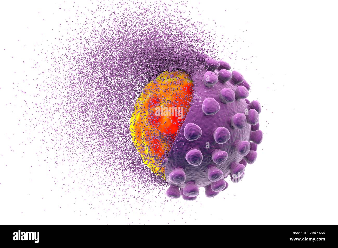 Erradicando el coronavirus covid-19, ilustración conceptual. El nuevo coronavirus SARS-CoV-2 (anteriormente 2019-CoV) surgió en Wuhan, China, en diciembre de 2019. El virus causa una enfermedad respiratoria leve (Covid-19) que puede convertirse en neumonía y ser mortal en algunos casos. Los coronavirus toman su nombre de su corona (corona) de proteínas de punta superficial (grandes protuberancias), que se utilizan para unir y penetrar sus células huésped. Foto de stock