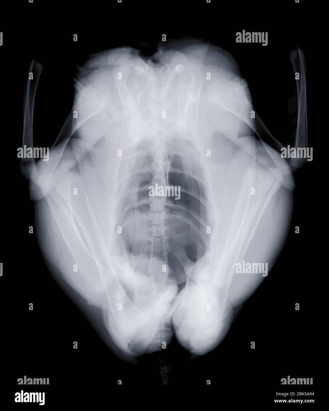 Pollo de arriba, rayos X. Foto de stock