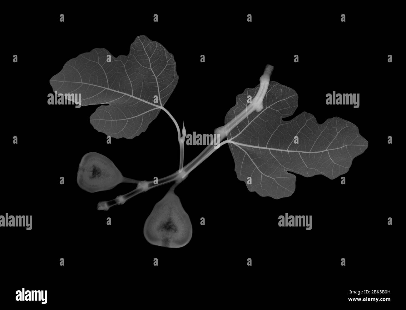 Hojas de higo (Ficus carica) con higos, rayos X. Foto de stock